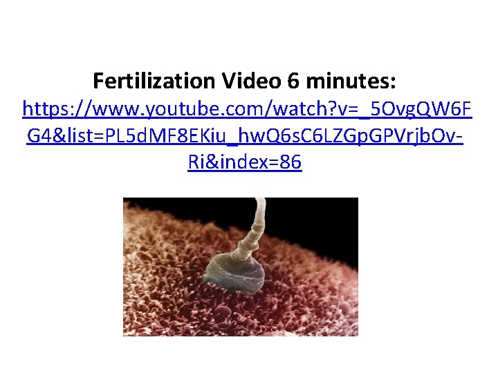 Fertilization Video 6 minutes: https: //www. youtube. com/watch? v=_5 Ovg. QW 6 F G