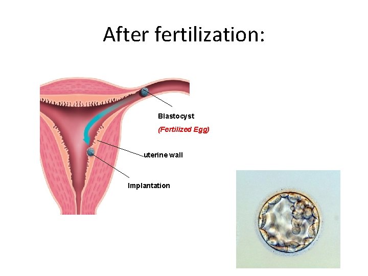 After fertilization: Blastocyst (Fertilized Egg) uterine wall Implantation 