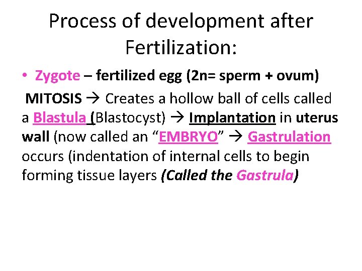 Process of development after Fertilization: • Zygote – fertilized egg (2 n= sperm +