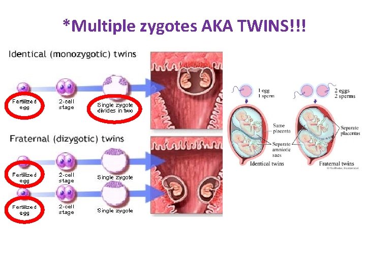 *Multiple zygotes AKA TWINS!!! 