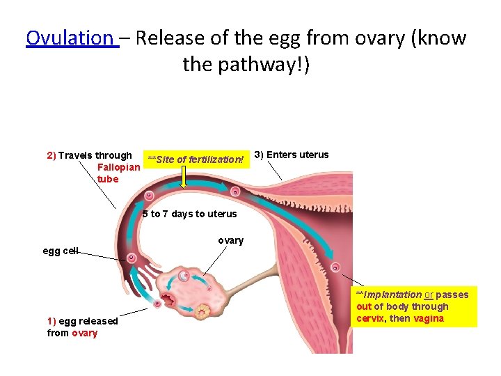 Ovulation – Release of the egg from ovary (know the pathway!) 2) Travels through