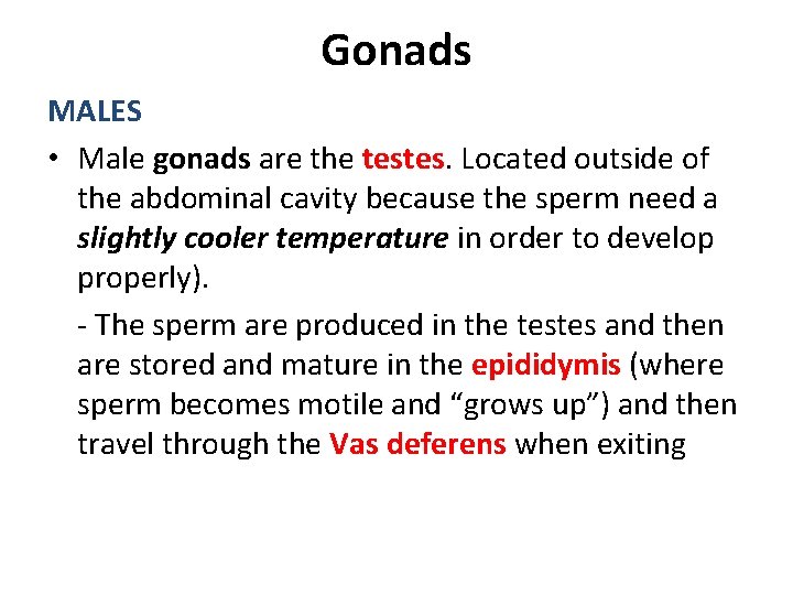 Gonads MALES • Male gonads are the testes. Located outside of the abdominal cavity