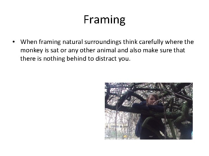 Framing • When framing natural surroundings think carefully where the monkey is sat or