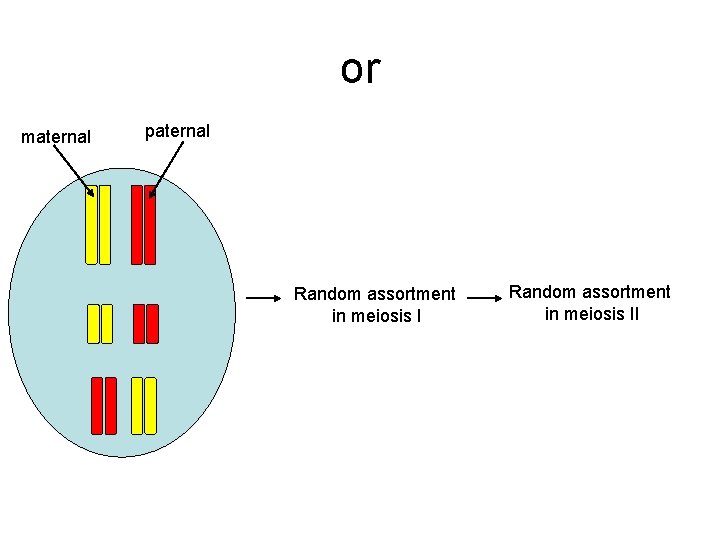or maternal paternal Random assortment in meiosis II 