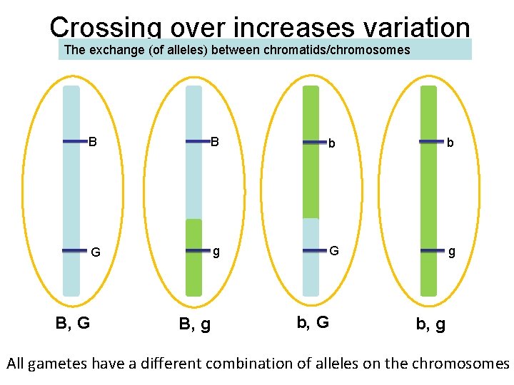 Crossing over increases variation The exchange (of alleles) between chromatids/chromosomes B B b b