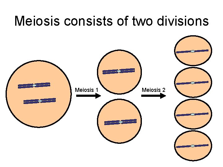 Meiosis consists of two divisions Meiosis 1 Meiosis 2 