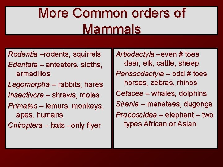 More Common orders of Mammals Rodentia –rodents, squirrels Edentata – anteaters, sloths, armadillos Lagomorpha