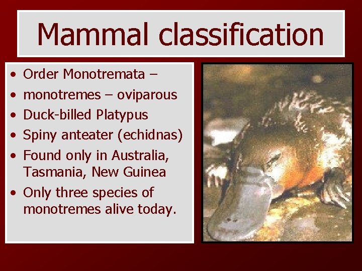 Mammal classification • • • Order Monotremata – monotremes – oviparous Duck-billed Platypus Spiny