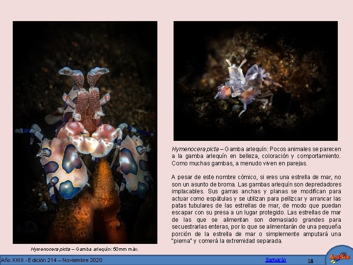Hymenocera picta – Gamba arlequín: Pocos animales se parecen a la gamba arlequín en