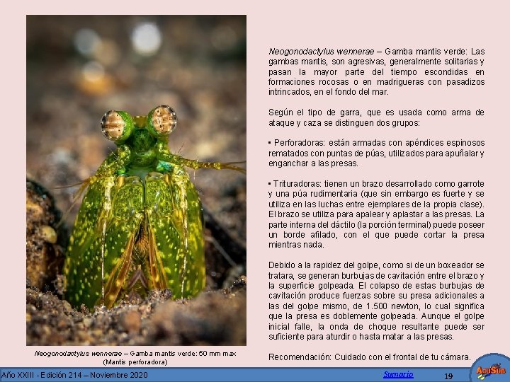 Neogonodactylus wennerae – Gamba mantis verde: Las gambas mantis, son agresivas, generalmente solitarias y