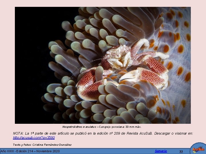 Neopetrolisthes maculatus – Cangrejo porcelana: 30 mm máx. NOTA: La 1ª parte de este