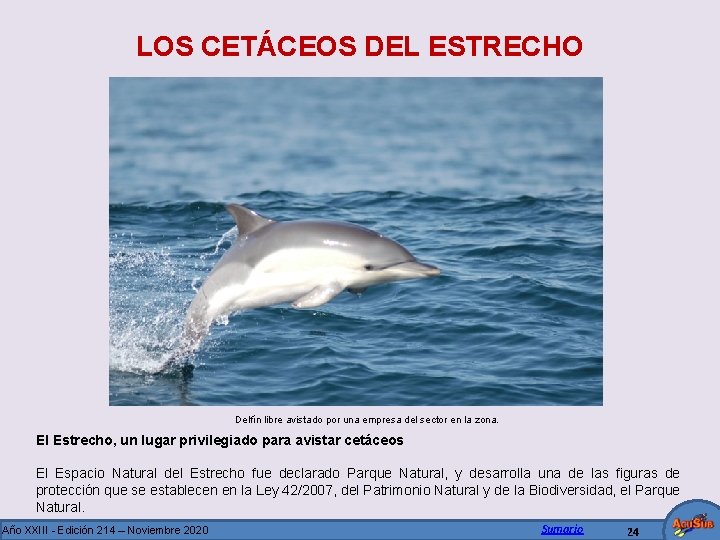 LOS CETÁCEOS DEL ESTRECHO Delfín libre avistado por una empresa del sector en la