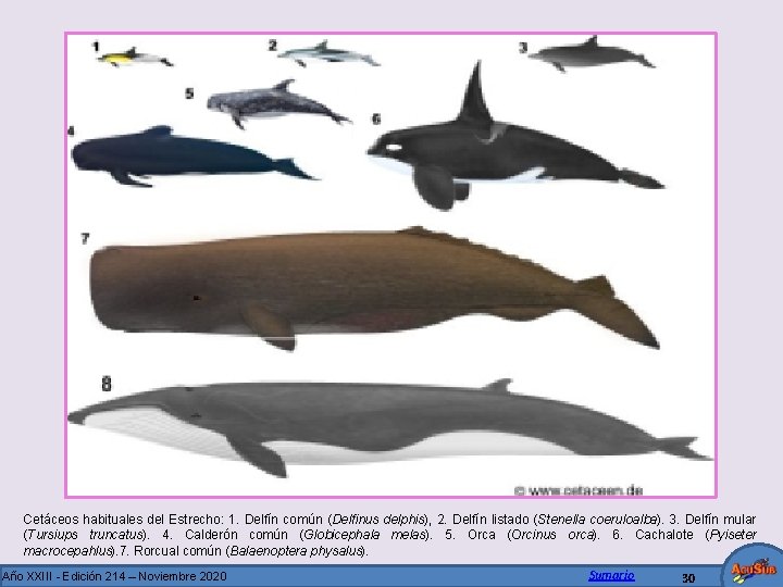 Cetáceos habituales del Estrecho: 1. Delfín común (Delfinus delphis), 2. Delfín listado (Stenella coeruloalba).
