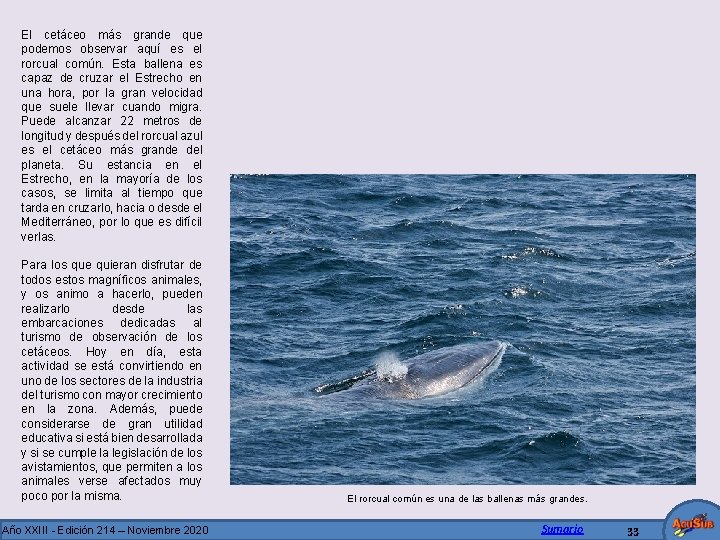 El cetáceo más grande que podemos observar aquí es el rorcual común. Esta ballena