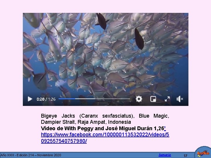 Bigeye Jacks (Caranx sexfasciatus), Blue Magic, Dampier Strait, Raja Ampat, Indonesia Vídeo de With