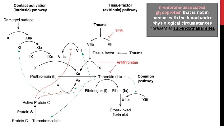 membrane-associated glycoprotein that is not in contact with the blood under physiological circumstances **present