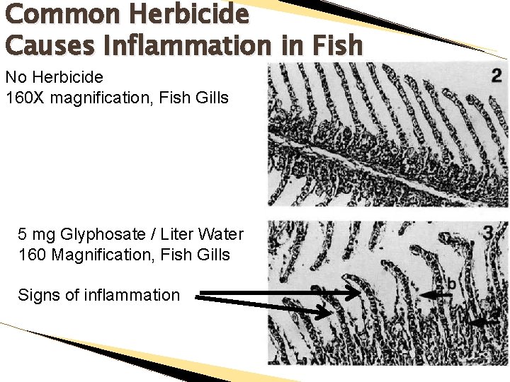 Common Herbicide Causes Inflammation in Fish No Herbicide 160 X magnification, Fish Gills 5