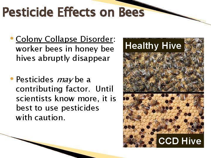 Pesticide Effects on Bees • Colony Collapse Disorder: worker bees in honey bee hives