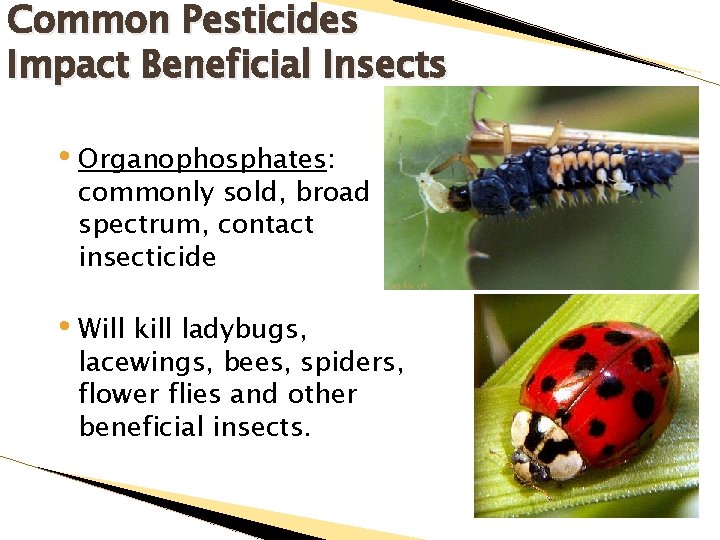 Common Pesticides Impact Beneficial Insects • Organophosphates: commonly sold, broad spectrum, contact insecticide •