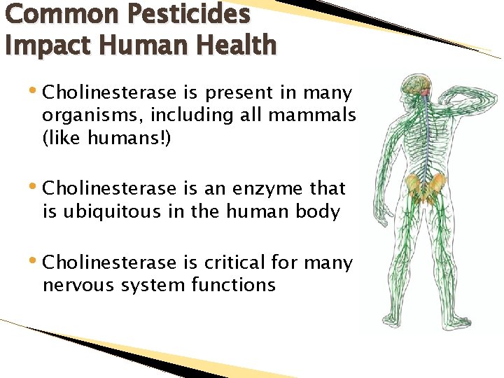 Common Pesticides Impact Human Health • Cholinesterase is present in many organisms, including all