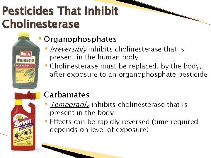 Pesticides That Inhibit Cholinesterase • Organophosphates • Irreversibly inhibits cholinesterase that is • present