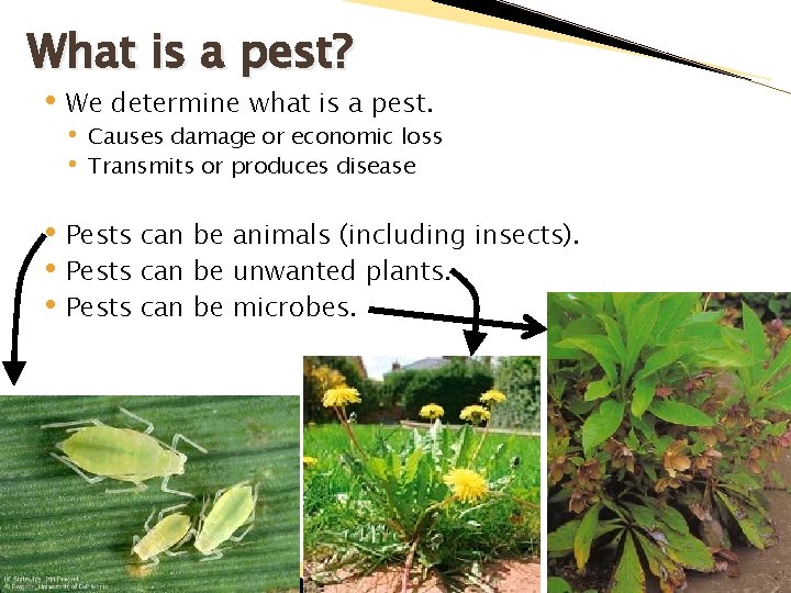 What is a pest? • We determine what is a pest. • • Causes