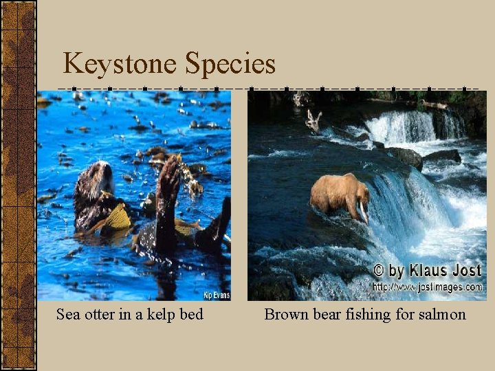 Keystone Species Sea otter in a kelp bed Brown bear fishing for salmon 