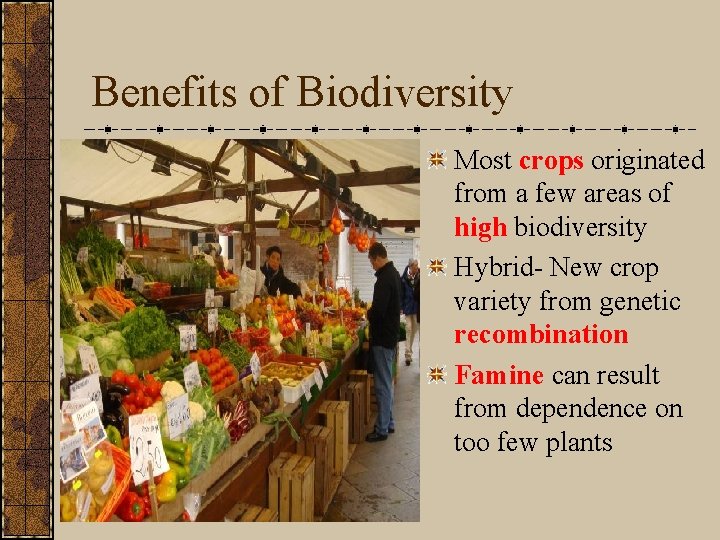 Benefits of Biodiversity Most crops originated from a few areas of high biodiversity Hybrid-