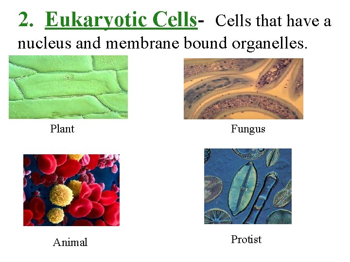 2. Eukaryotic Cells- Cells that have a nucleus and membrane bound organelles. Plant Fungus