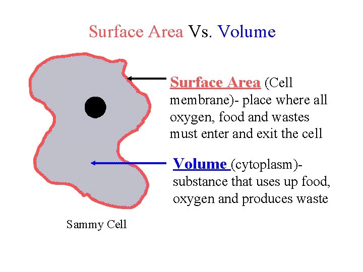 Surface Area Vs. Volume Surface Area (Cell membrane)- place where all oxygen, food and