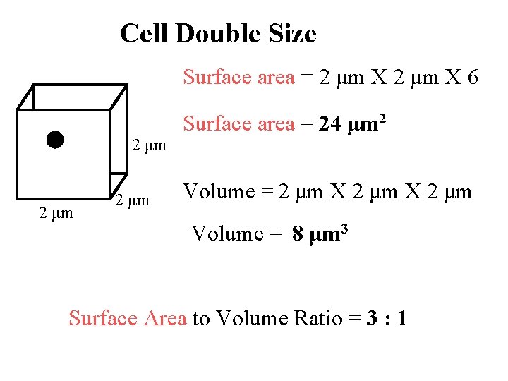 Cell Double Size Surface area = 2 μm X 6 2 μm Surface area