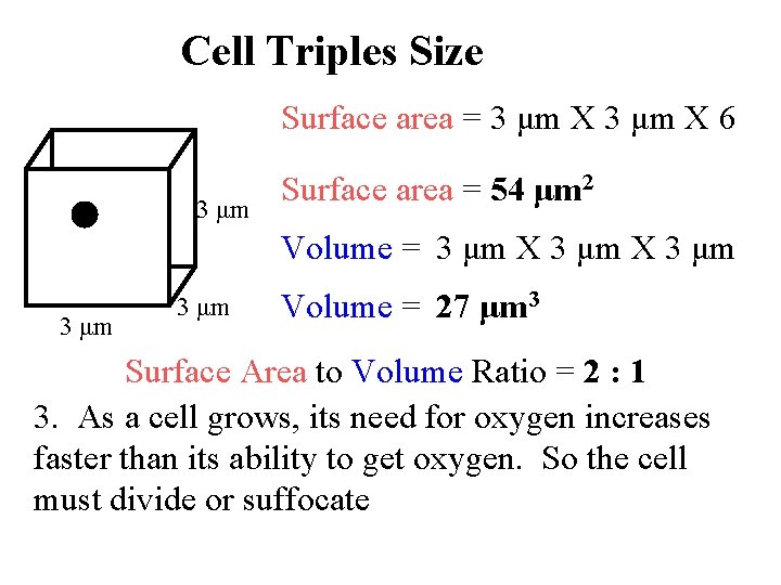 Cell Triples Size Surface area = 3 μm X 6 3 μm Surface area