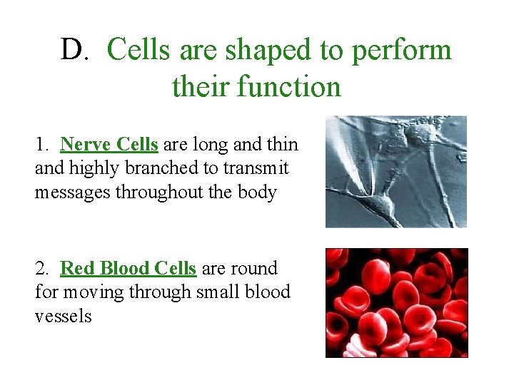 D. Cells are shaped to perform their function 1. Nerve Cells are long and