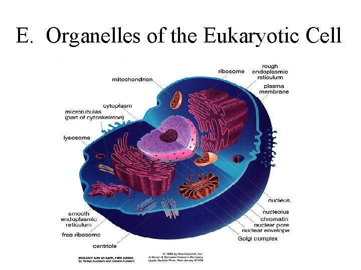 E. Organelles of the Eukaryotic Cell 