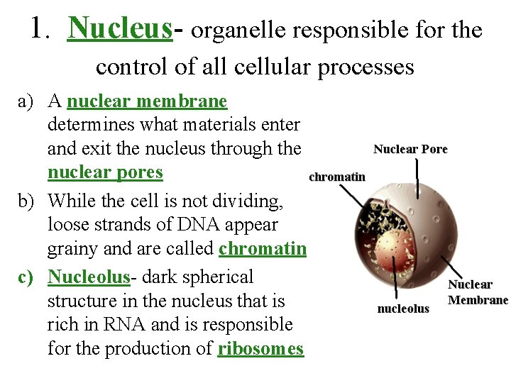 1. Nucleus- organelle responsible for the control of all cellular processes a) A nuclear