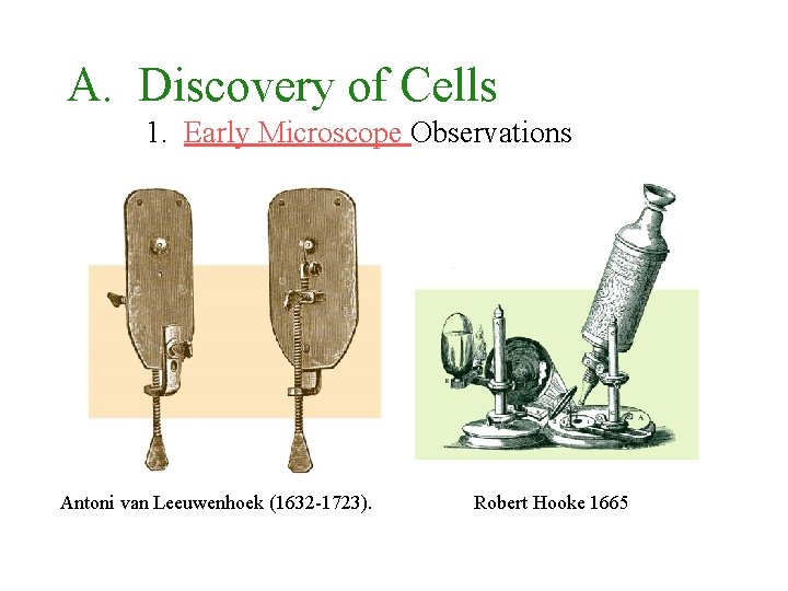 A. Discovery of Cells 1. Early Microscope Observations Antoni van Leeuwenhoek (1632 -1723). Robert