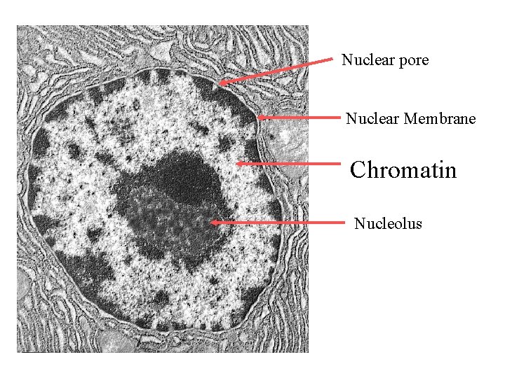 Nuclear pore Nuclear Membrane Chromatin Nucleolus 