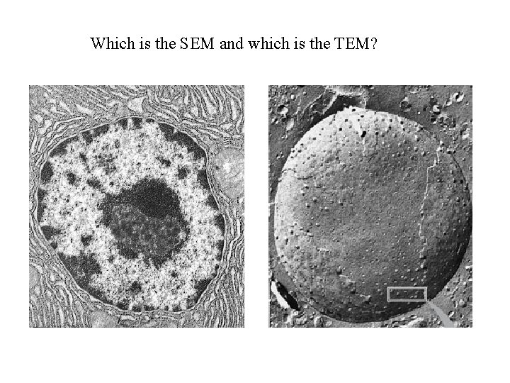 Which is the SEM and which is the TEM? 