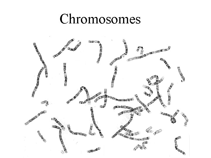 Chromosomes 