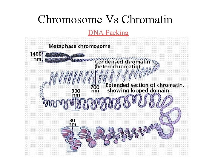Chromosome Vs Chromatin DNA Packing 