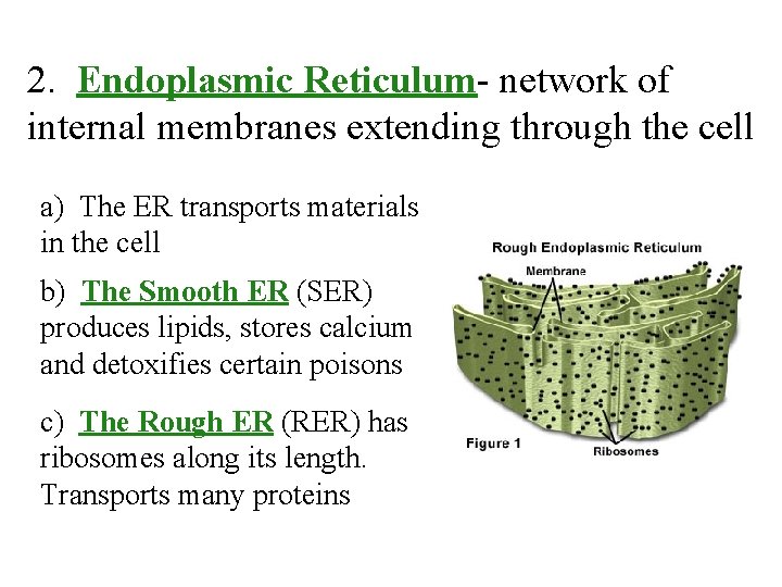 2. Endoplasmic Reticulum- network of internal membranes extending through the cell a) The ER