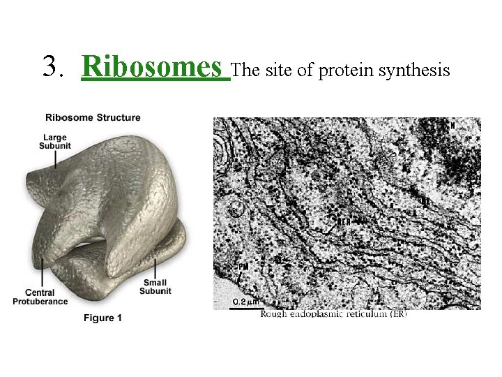3. Ribosomes The site of protein synthesis 