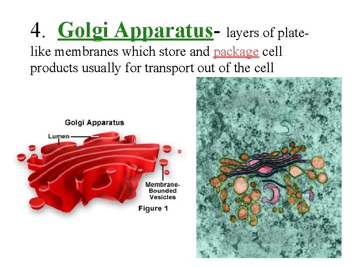 4. Golgi Apparatus- layers of platelike membranes which store and package cell products usually