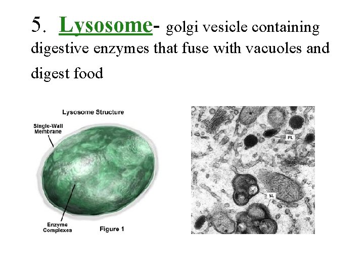 5. Lysosome- golgi vesicle containing digestive enzymes that fuse with vacuoles and digest food