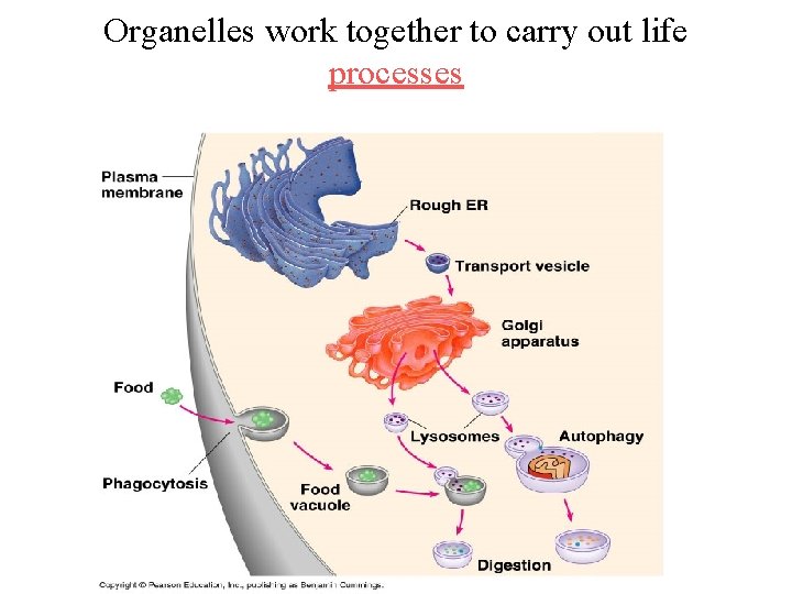 Organelles work together to carry out life processes 
