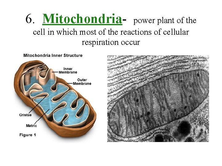 6. Mitochondria- power plant of the cell in which most of the reactions of