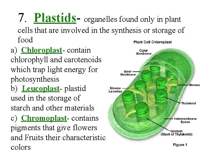 7. Plastids- organelles found only in plant cells that are involved in the synthesis