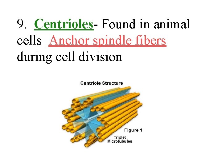9. Centrioles- Found in animal cells Anchor spindle fibers during cell division 