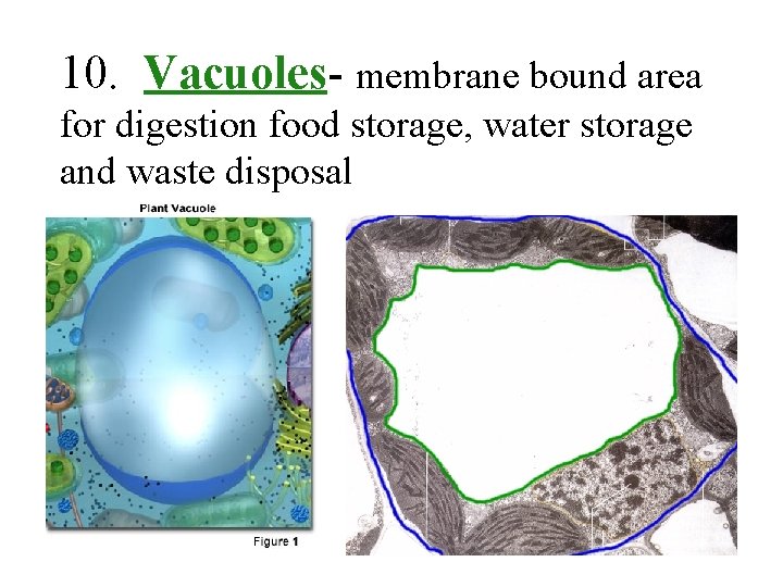 10. Vacuoles- membrane bound area for digestion food storage, water storage and waste disposal