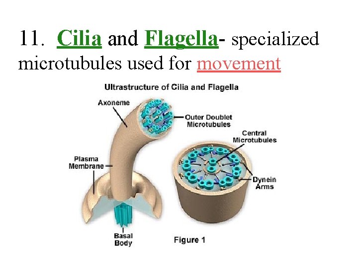 11. Cilia and Flagella- specialized microtubules used for movement 
